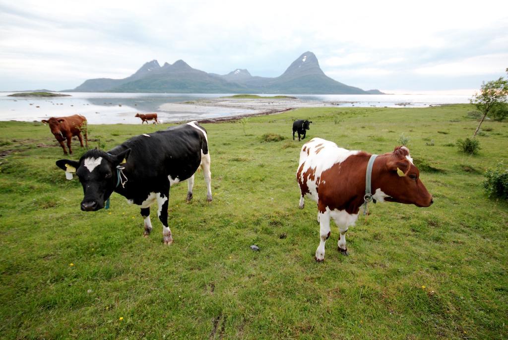 Topcamp Havblikk - Helgeland Nesna Экстерьер фото